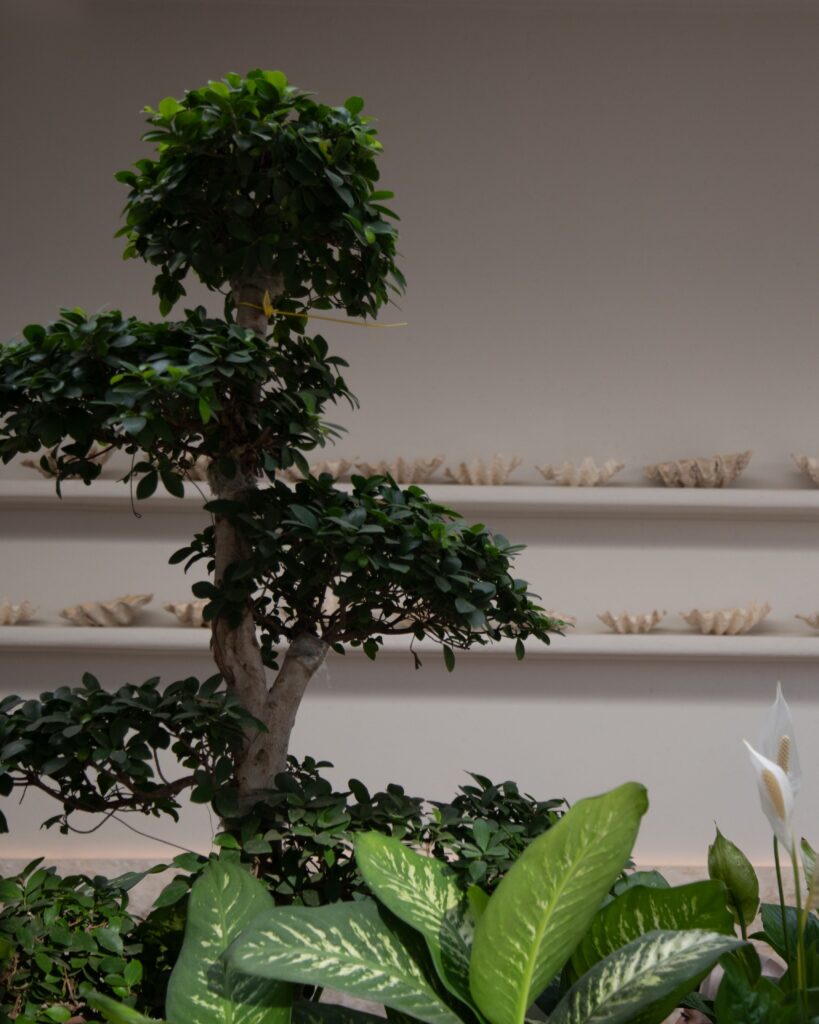 jpeg-optimizer_Jidar_Grecco_Jul24-16